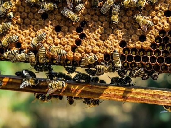 Дешевый и бесплатный мед будут производить в КЧР для нуждающихся