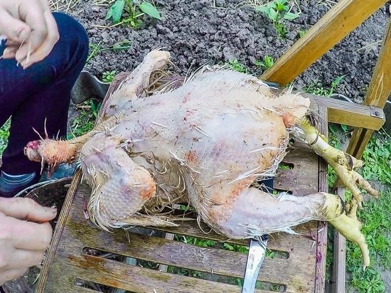 Житель Черногорска съел соседских цыплят