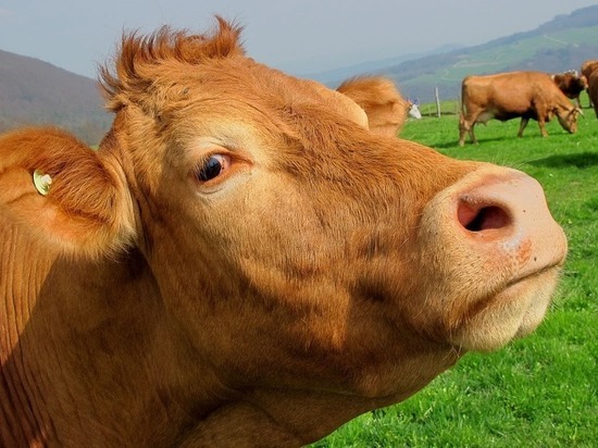Из агрофирмы, которая угрожает безопасности полетов в аэропорту «Бегишево», вывезли 2 тыс. коров.
