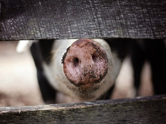 Пять тысяч свиней погибли из-за задымления в Новокузнецком районе