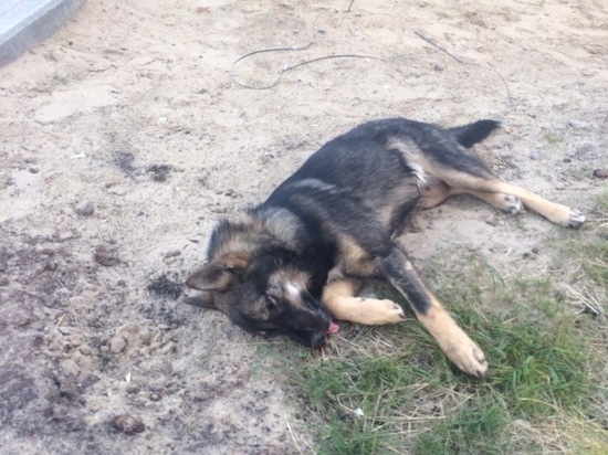В Сети осуждают задавившую собаку на переходе жительницу Тазовского