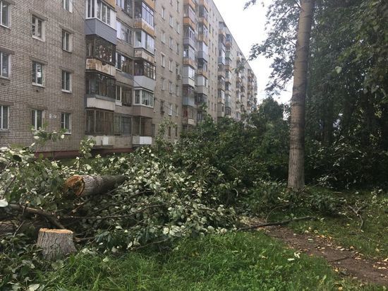 Вдоль Тутаевского шоссе в Ярославле вырубили деревья