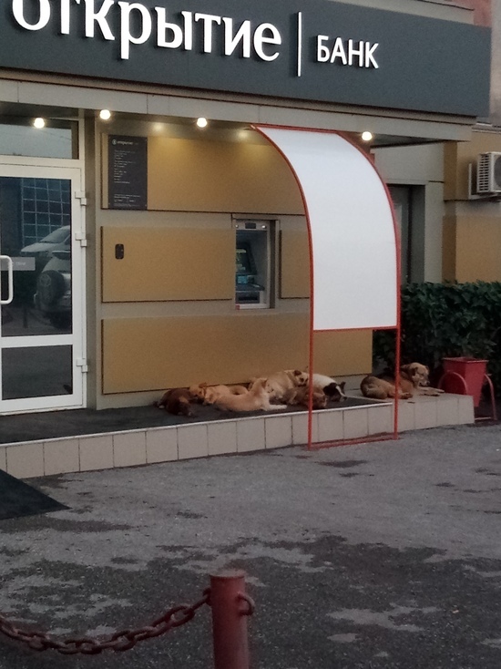 Жителей кузбасского города удивило лежбище собак на крыльце банка