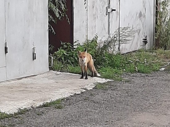 В кузбасском городе отмечают нашествие лисиц