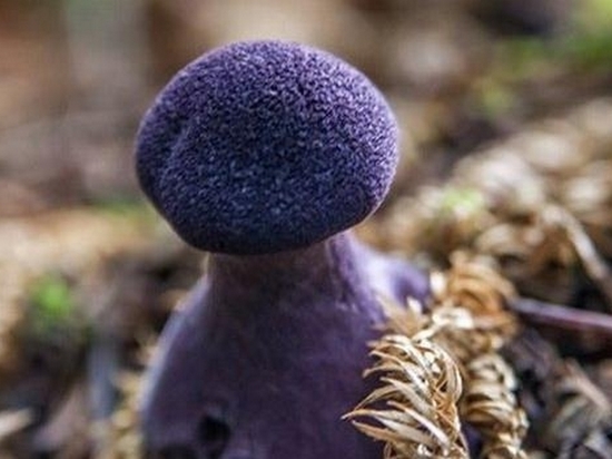 Фиолетовые грибы выросли под Хабаровском