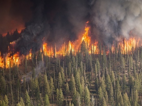 Леса на Ямале не горят