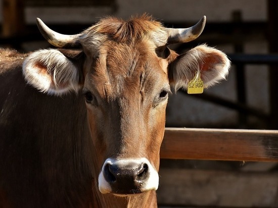  Семейные животноводческие фермы на Ставрополье получат полмиллиарда рублей