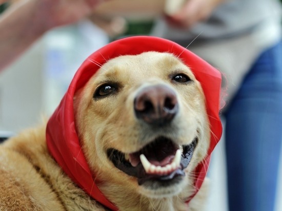 В Барнауле отметили Международный День бездомных животных
