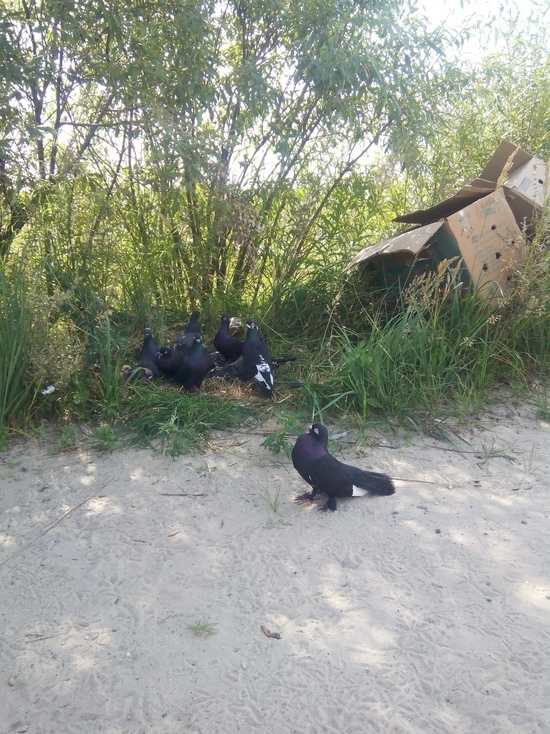 Породистых голубей выбросили умирать в Ноябрьске
