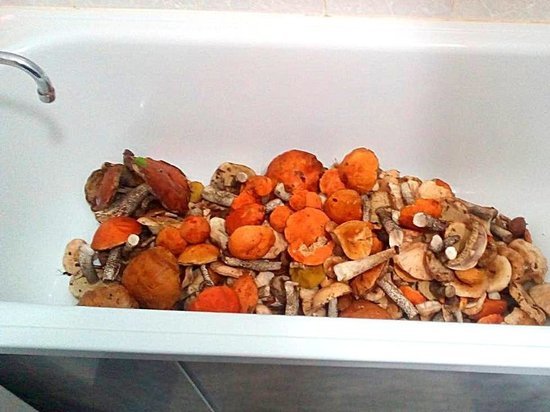 Житель Тарко-Сале набрал целую ванну грибов