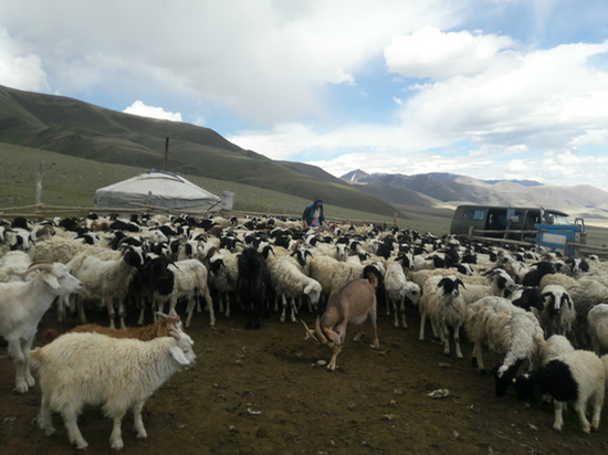 Полицейские помогли жительнице Тувы найти 225 затерявшихся овец
