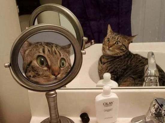 Фото удивленной кошки покорило интернет