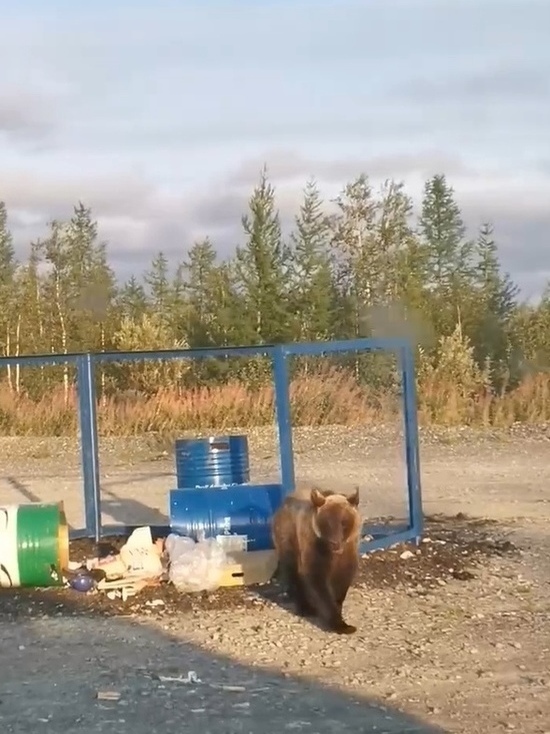 Житель Надыма предложил усыпить поедающего мусор медведя
