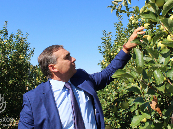 Яблочная страда: в Крыму стартовала уборка урожая