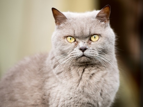 Россиянин решил продать предотвращающую измены кошку за 15 млн рублей