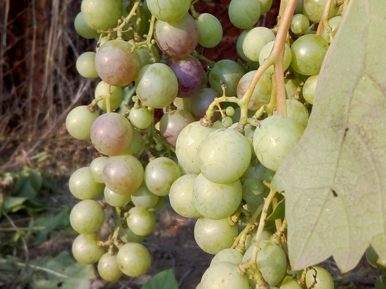 На что нужно срочно обратить внимание при созревании винограда