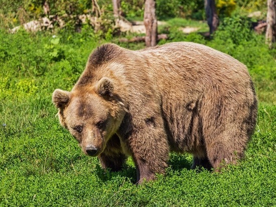 В Сургуте ищут медведя