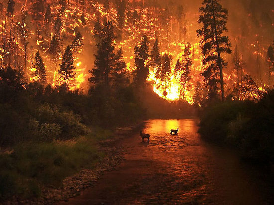 В Мурманской области сохраняется опасность лесных пожаров