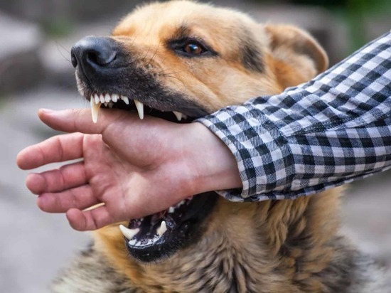 Собаки в Новороссийском районе покусали двоих детей