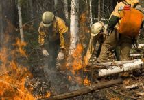 В Министерстве природных ресурсов и экологии РФ готовят ряд предложений в области лесного хозяйства и профилактики лесных пожаров