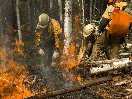 Готовится новый законопроект о защите лесов от пожаров
