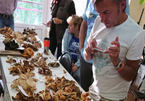 В Подмосковье собираются установить мировой рекорд по массовому сбору грибов