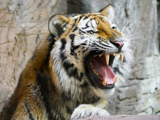 Рамзан Кадыров опубликовал видео своей борьбы с тигром