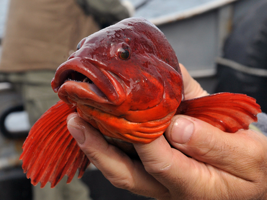 Акционеры крупнейшего  рыбопромышленного холдинга "Норебо" экономят на налогах?