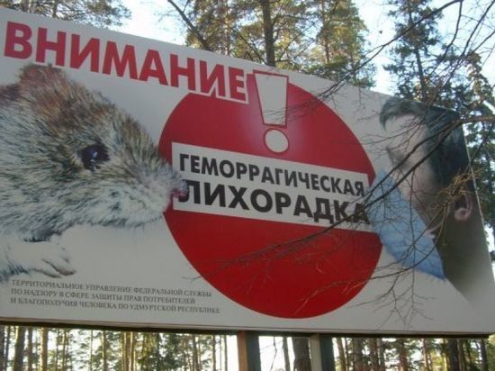 В Рыбинске мыши спровоцировали эпидемию геморрагической лихорадки