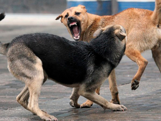 Собака по кличке Череп держит в страхе двор в Тверской области