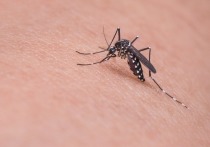 Как стало известно газете “Известия”, в России наблюдается рост популяций комаров - переносчиков смертельно опасных тропических болезней