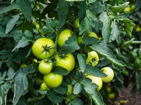 Как волгоградцы могут ускорить созревание помидоров в сырую погоду