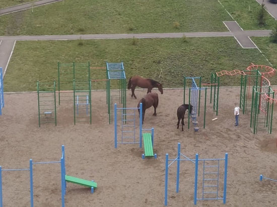 Лошади решили прогуляться по кемеровской детской площадке