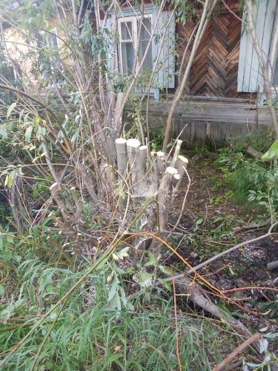 Неизвестные вырубили деревья у частного дома в Салехарде