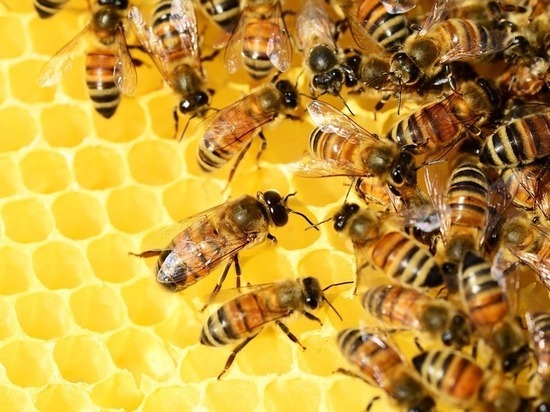В Тульской области пострадавшие пчеловоды получат компенсации в сентябре
