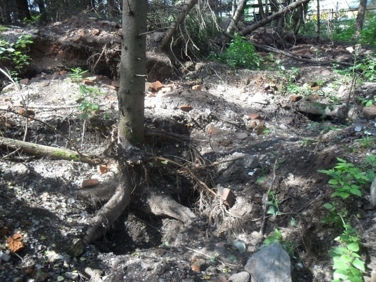В Ярославской области «черные копатели» в поисках раритетных бутылок перекопали весь лес