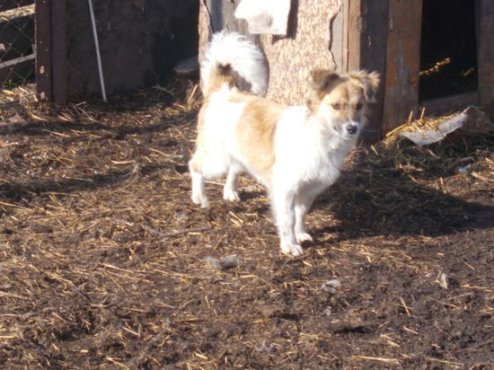 Боязливого пса просят помочь найти в Кемерове