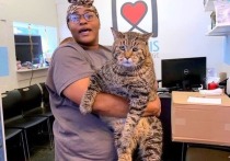 12-килограмовый кот БиДжей из приюта для домашних животных в Пенсильвании получил большую известность после того, как его фото разместили на странице сайта, что привело к наплыву пользователей и обрушению интернет-ресурса, сообщает таблоид The Sun