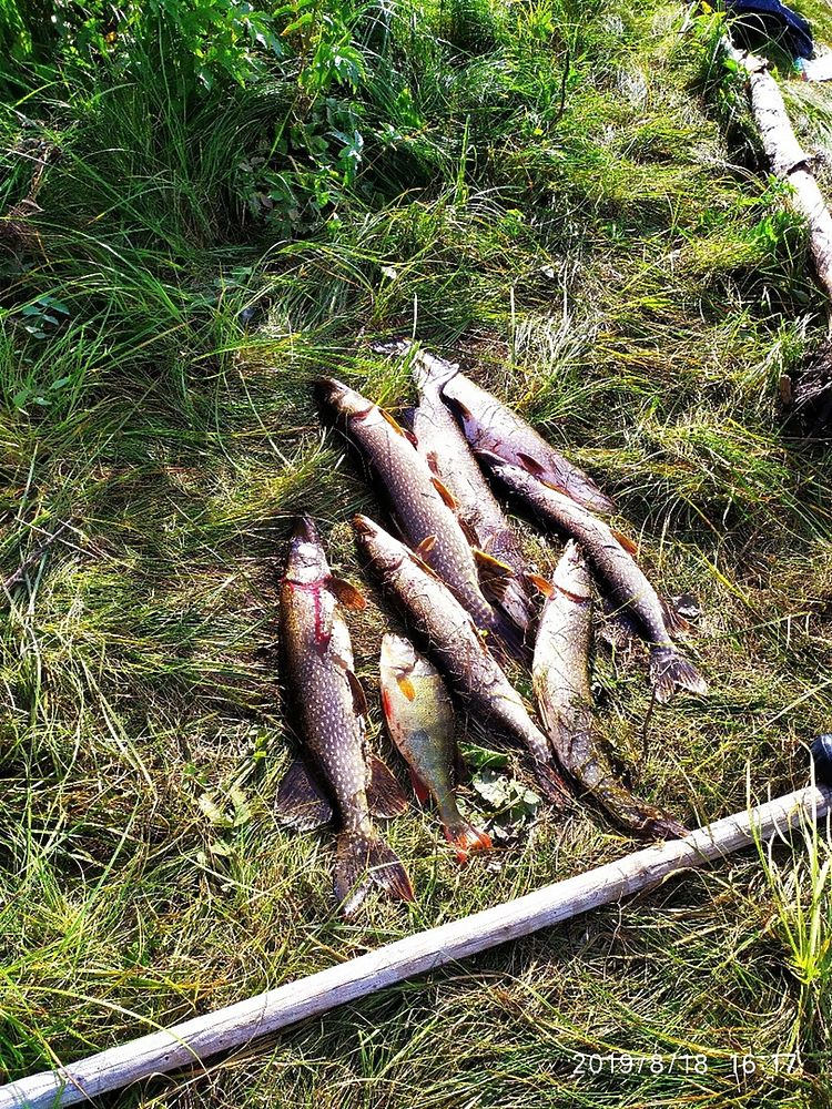 В ЯНАО открыт сезон щурогайки: фото улова «рыбок-карандашей»