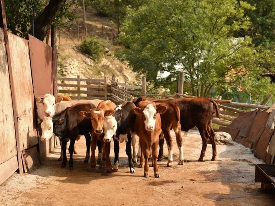 В Северной Осетии помогут семье потомственных животноводов