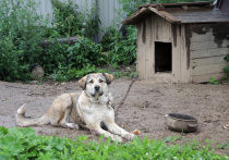 В России хозяева собак опасных пород могут стать фигурантами уголовного дела, если будут выгуливать своих питомцев не по правилам