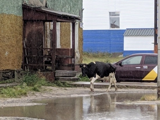 Стадо коров прогулялось по Новому Уренгою