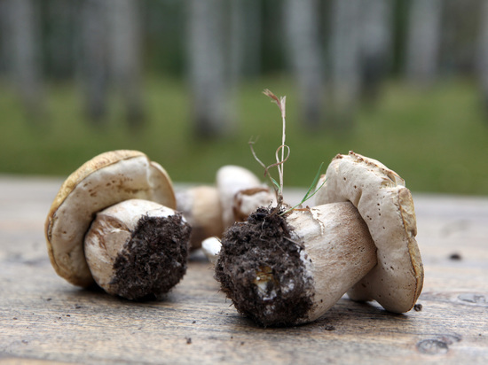 Под Воронежем 12 человек смертельно отравились грибами