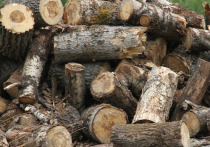 В Бурзянском районе Башкирии могут открыть высокорентабельный завод по переработке мягколиственной древесины мощностью шесть тысяч кубометров в год