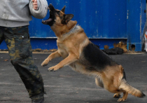 Чрезмерно злобных собак запретят использовать для службы в учреждениях уголовно-исполнительной системы