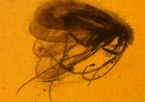 Четыре ранее неизвестных вида вымерших сетчатокрылых насекомых нашли сотрудники Палеонтологического института им