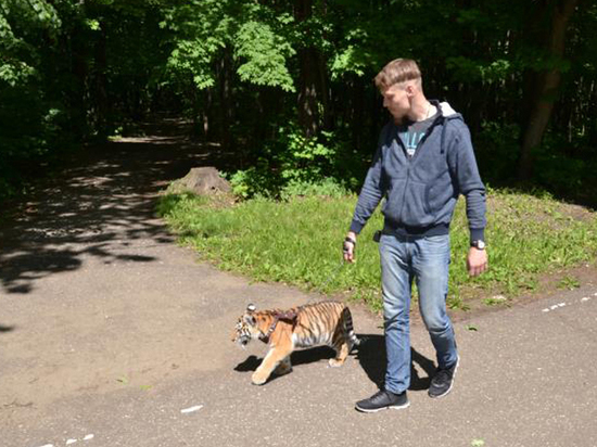 Гуляющий с тигром на поводке пензенец объяснил свое поведение
