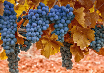 Получить богатый урожай винограда, да еще хорошего качества — главная цель всех виноделов