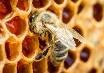 За последнее десятилетие популяции диких пчел сократились на 25−30%