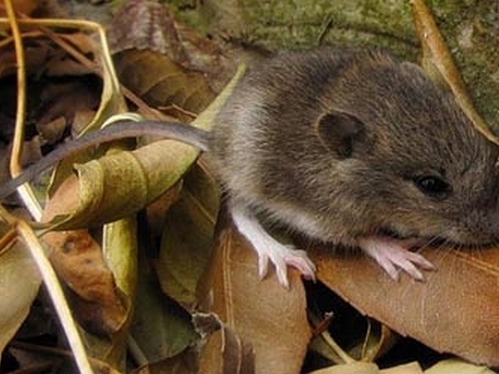 Увеличение численности крыс и мышей ожидается в Хабаровске